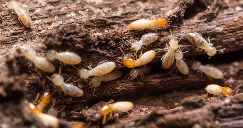 Termite Inspection Services